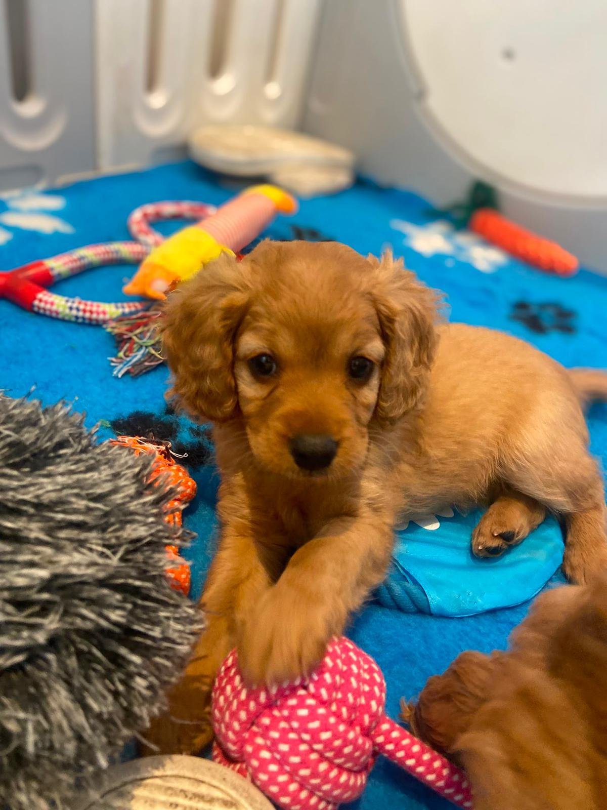 Maple puppy