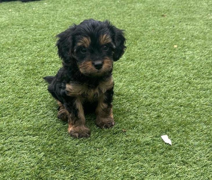 Mocha puppy